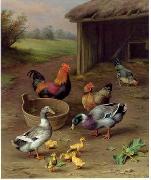 unknow artist Poultry 077 Germany oil painting artist